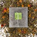 Lili's Tea Tè verde con Menta e Petali di rosa